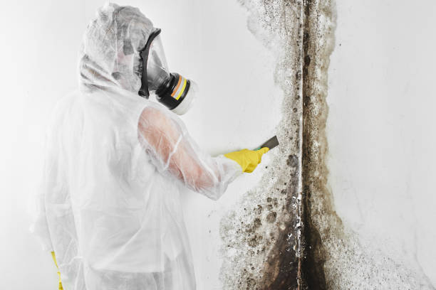 Best Toxic Mold Removal  in Pleasantville, NY