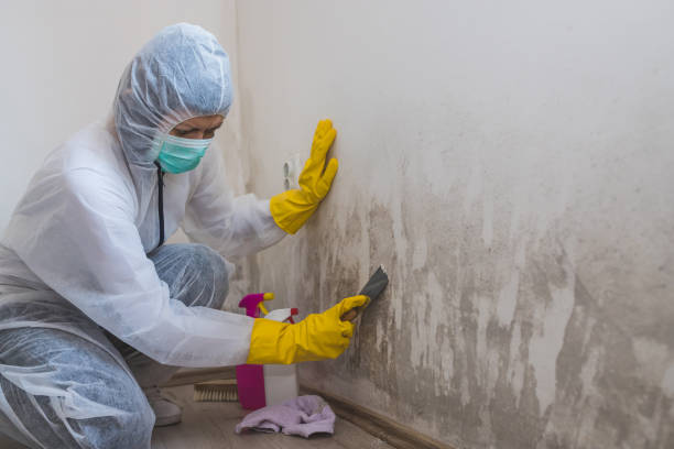 Best Attic Mold Removal  in Pleasantville, NY