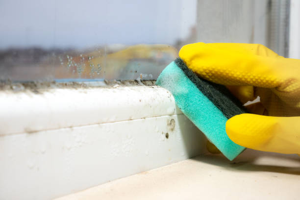 Best Mold Damage Repair  in Pleasantville, NY