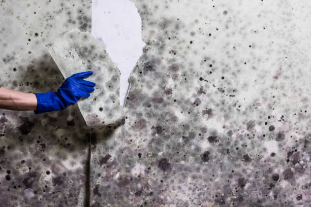 Best Same-Day Mold Removal  in Pleasantville, NY