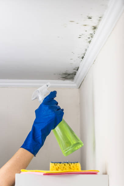 Best Home Mold Removal  in Pleasantville, NY